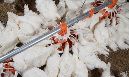 WhatsApp Image 2025-11-22 at 11.58.22 AM(4)